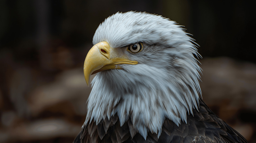 Eagle Focus puzzle preview